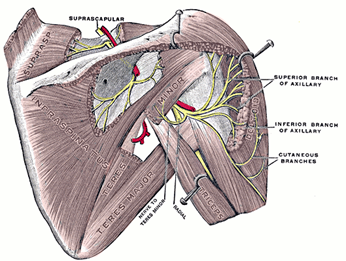 Axillary Nerve Injury Treatment | NJ, NY, NYC